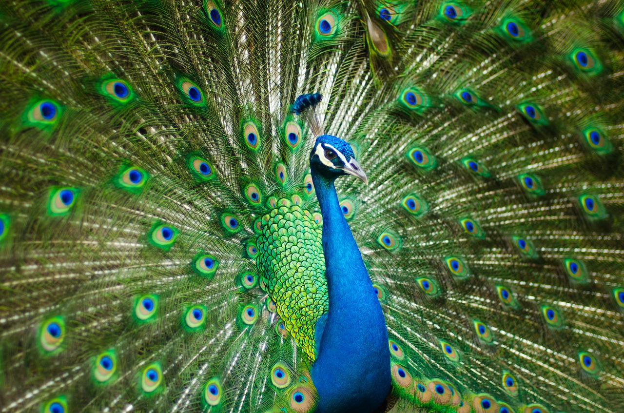 peacock display direct response marketing and copywriting