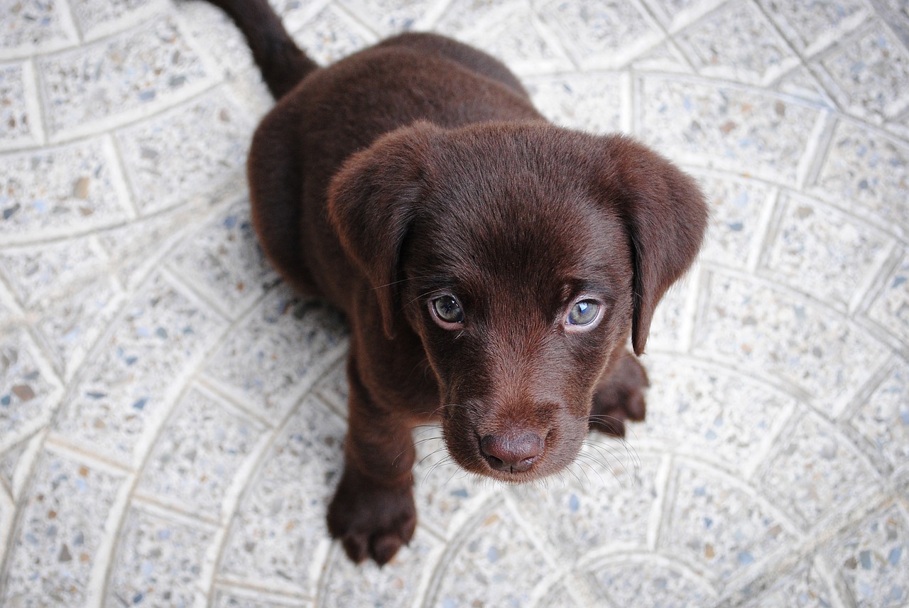 puppy dog eyes are irresistible - so should your internet copywriting be!